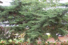 Thuja orientalis